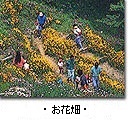 コレクションガーデン 約5万本の花々が咲き、四季を通じて鑑賞できる。