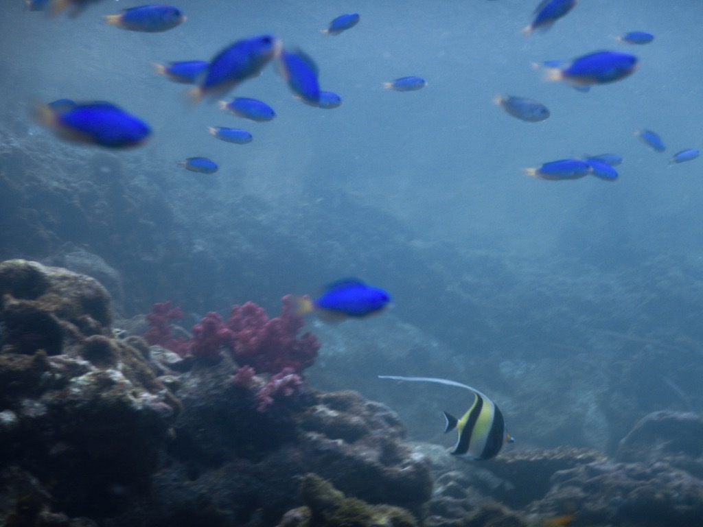 田子瀬浜　熱帯魚